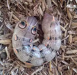 Caterpillar