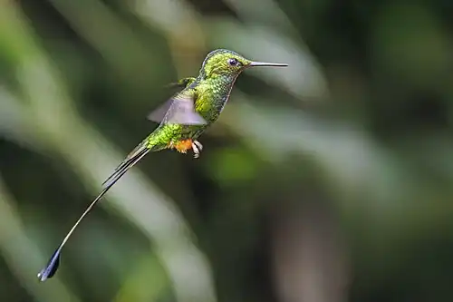 male