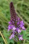 Pyramidal orchid