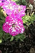 Pink Sky Petunia