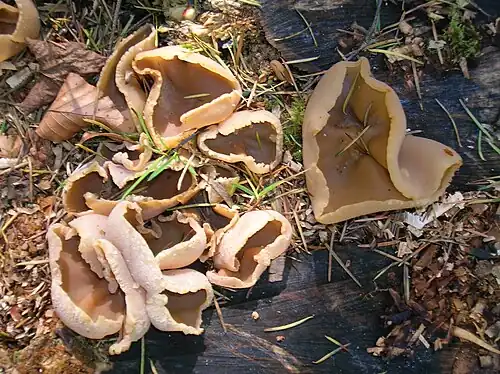 Peziza repanda is a lookalike species.