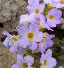 Phacelia Phacelia fremontii