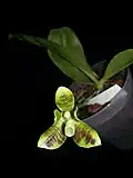 petals and sepals become photosynthetic after fertilisation