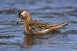 Red phalarope