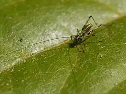 Phaneroptera nana, nymph