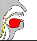 A small stretch of the tissue is attached to the soft palate.