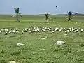 View of Masked Boobies