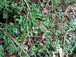 Habit