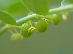 fruit