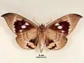Male, ventral view