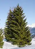 Fir