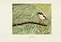 Whinchat