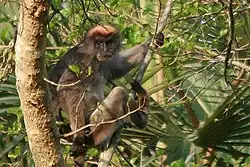 Brown monkey