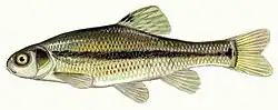 Fathead minnow