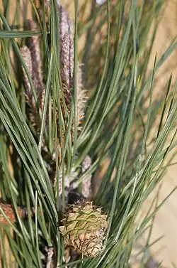 Knobcone pine cone