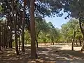 Pine trees in the Florya Atatürk Forest