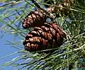 Mature female cones