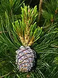 Cone