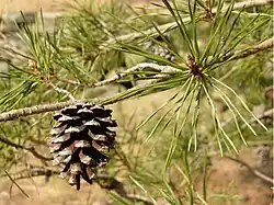 Cone and needles