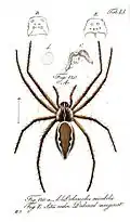 Pisaura mirabilis diagram