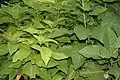 Pisonia grandis in Hyderabad
