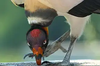King vulture (Sarcoramphus papa)