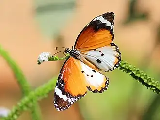 Form alcippoides in Mysore, Karnataka, India