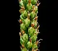 Developing fruits