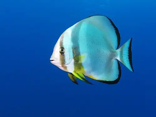 Image 21 Orbicular batfish Photograph: Alexander Vasenin The orbicular batfish (Platax orbicularis) is a batfish endemic to the Indian and Pacific Oceans. It has a thin, disc-shaped body, and male can grow up to 50 centimetres (20&nbsp;in) in length. In the wild, the orbicular batfish lives in brackish or marine waters, usually around reefs, at depths from 5 to 30 metres (20 to 100&nbsp;ft). It is also a popular aquarium fish, although captive specimens generally do not grow as long as wild ones. More selected pictures