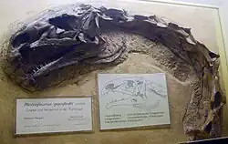 Photograph of the skull in side view, with a partial neck composed of seven vertebrae extending from it, seemingly articulated. However, the vertebrae are at a right angle, i.e. their neural spines point to what is to the left for the skull. Among each other they are articulated, forming a 110° curve, which the cervical ribs follow. Next to the fossil are explanatory signs, including a schematic drawing showing the skull openings and giving their names. The name shown is Plateosaurus&nbsp;quenstedti, a junior synonym of P.&nbsp;engelhardti.