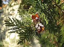 Mature cones