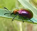 P. dejeani on milkweed