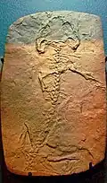 Cast of holotype in the Field Museum of Natural History