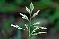 The panicle is open and triangular shaped