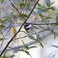 P. r. barlowi