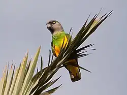 A parrot with a yellow underbelly, green upper chest and grey head