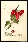Cerise de Montmorency cherry (Prunus avium), with specimen originating in Linden, Maryland.
