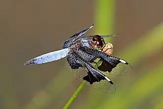 Male, Gambia