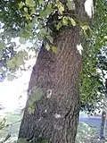 Bole