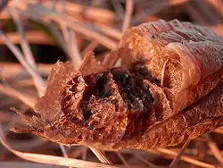 Damaged ootheca in Guelph, Ontario
