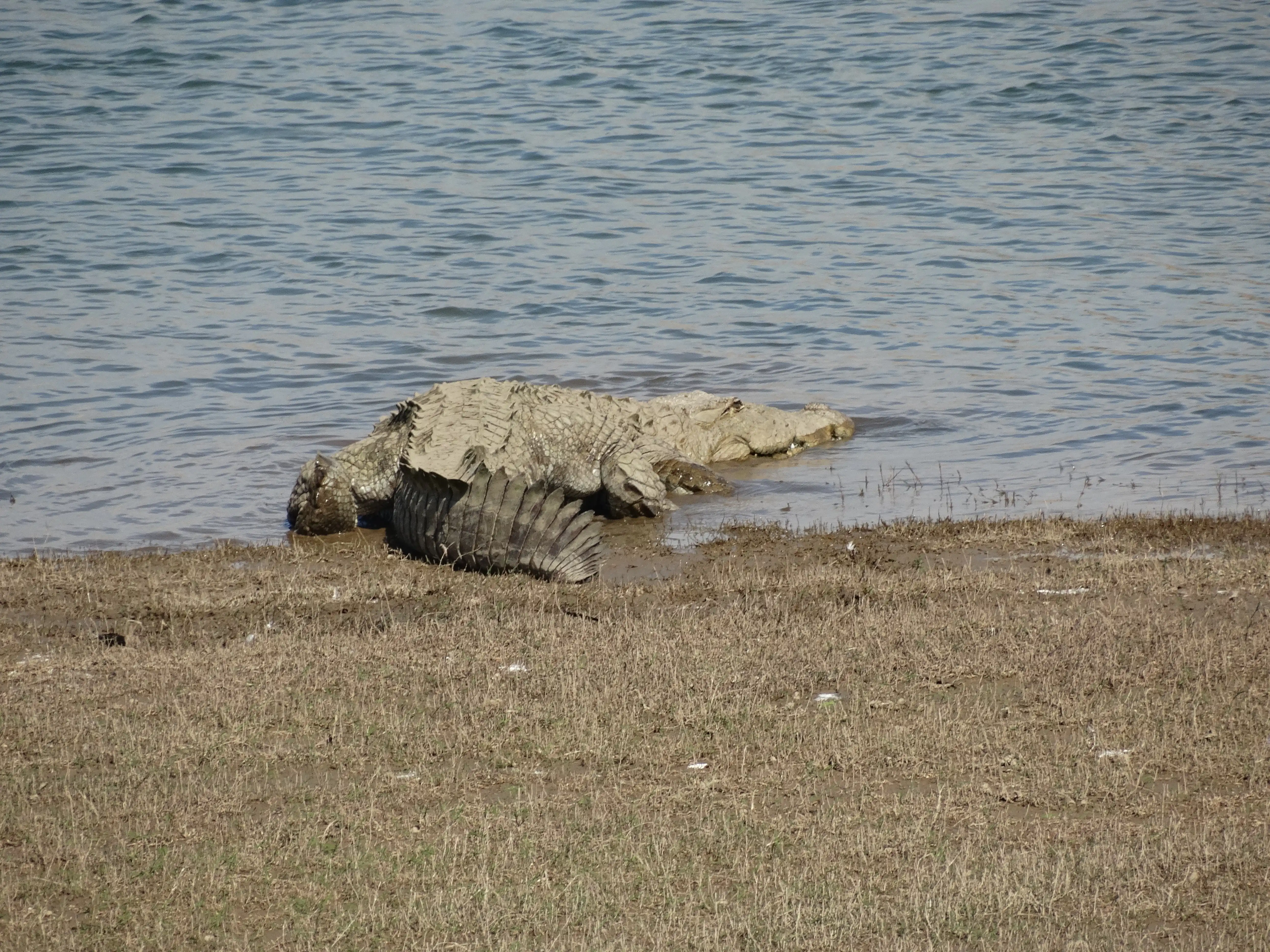 Predators_of_Jawai