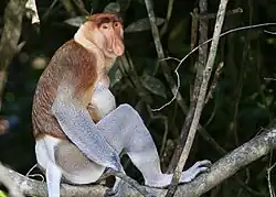 Brown monkey