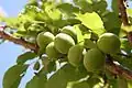 Unripe fruit