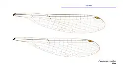 Male wings