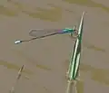 Male