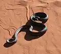 A mole snake near Rehoboth, Namibia