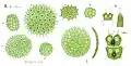 Pseudopediastrum boryanum