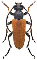 Mounted specimen
