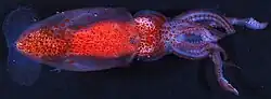 Psychroteuthis glacialis