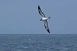 Galapagos petrel